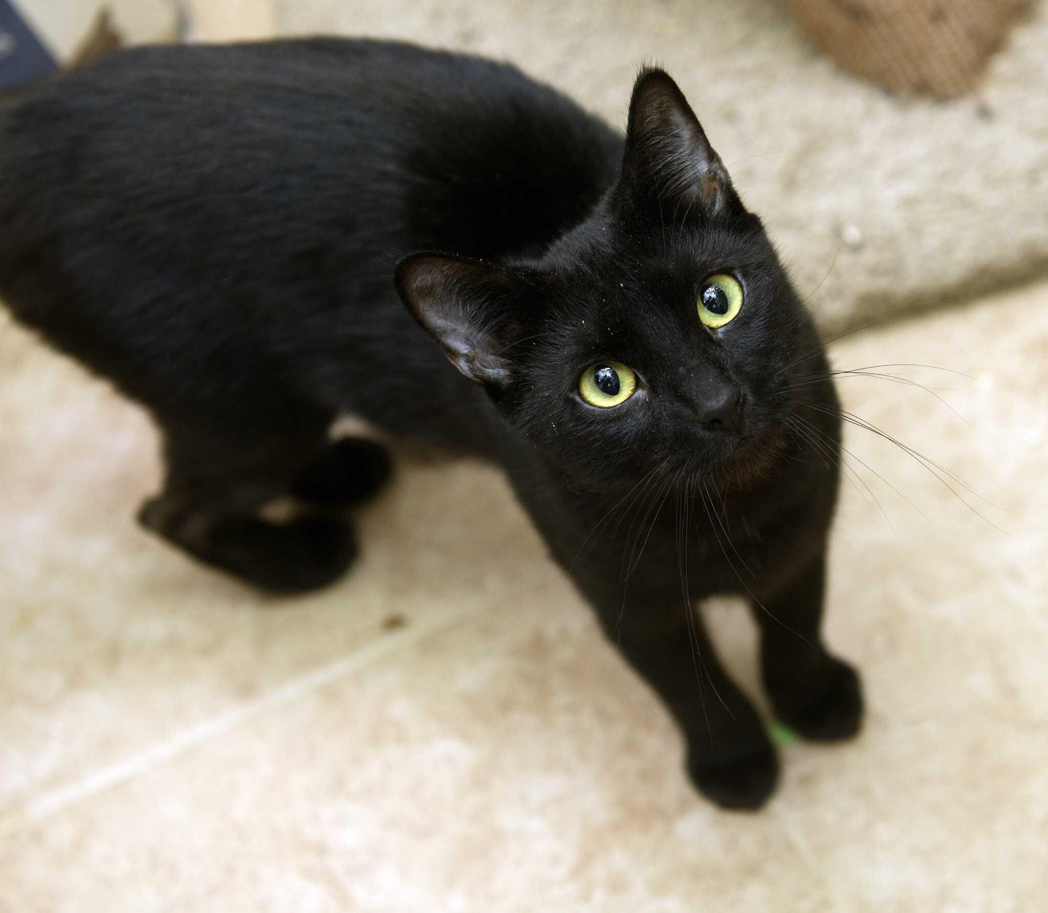 Filly and Royd, a ADOPTABLE Domestic Short Hair in Seattle, WA image 4/6