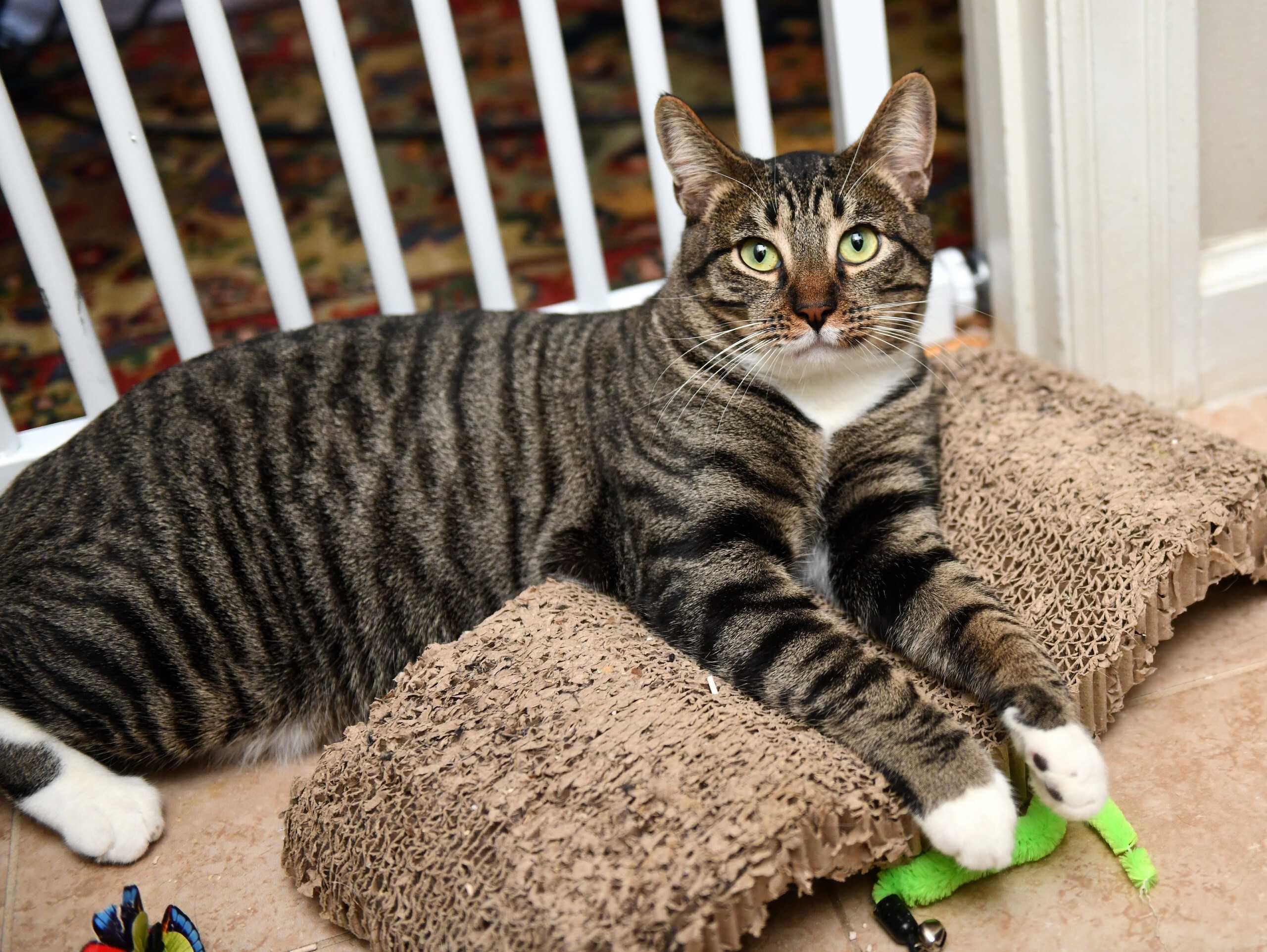 Filly and Royd, a ADOPTABLE Domestic Short Hair in Seattle, WA image 6/6