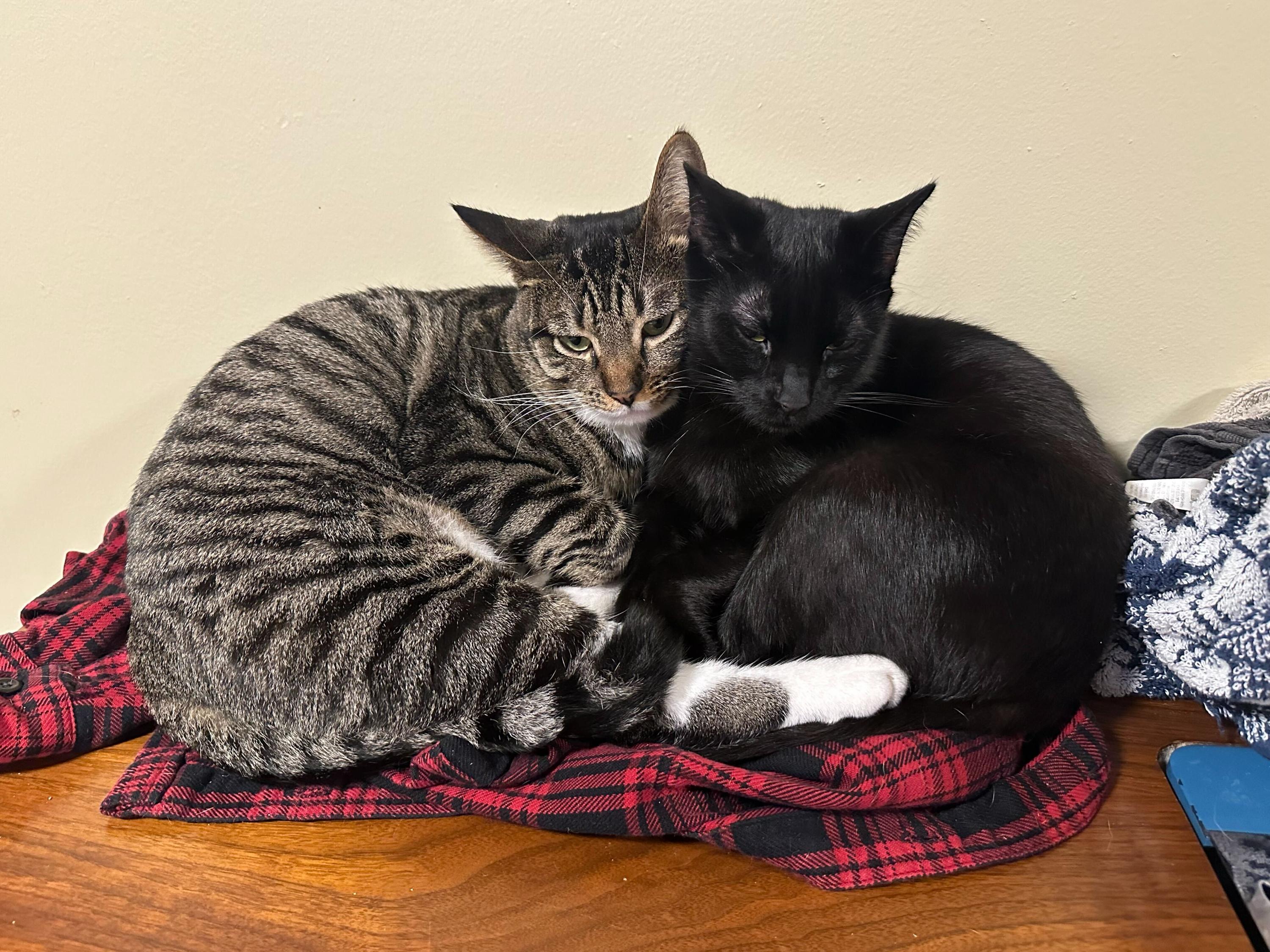 Filly and Royd, ADOPTABLE, Adult Female Domestic Short Hair.