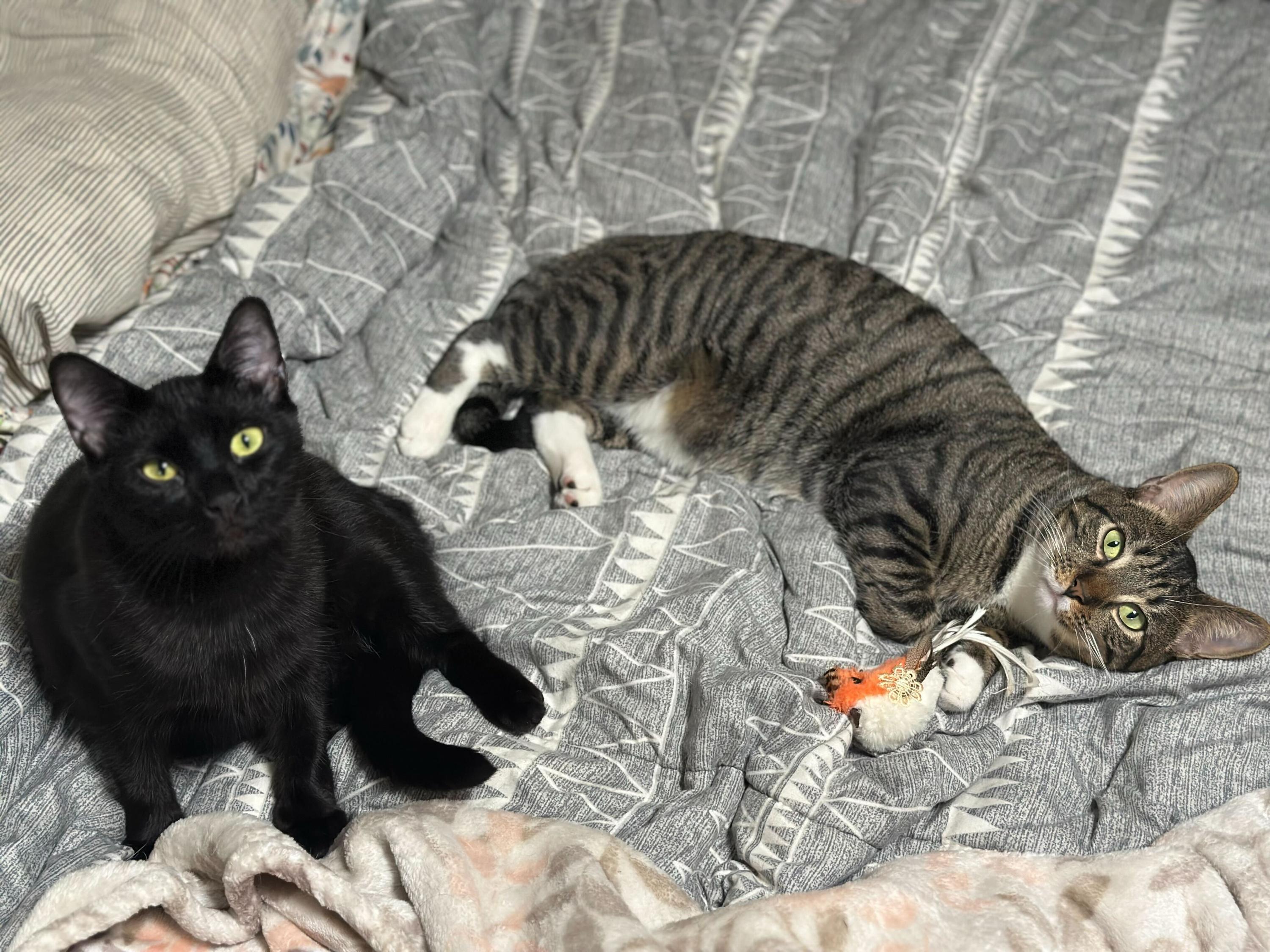 Filly and Royd, a ADOPTABLE Domestic Short Hair in Seattle, WA image 2/6