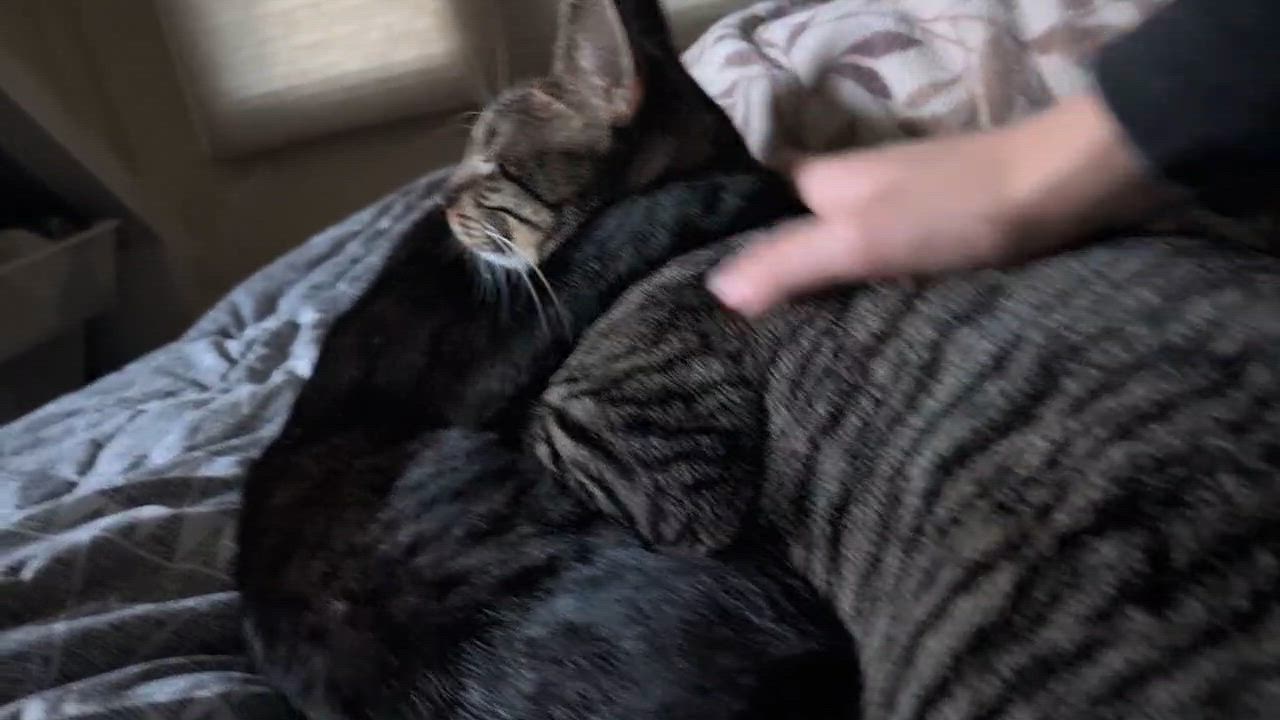 Enlarge Filly and Royd, a hold Domestic Short Hair in Seattle, WA video 6/6