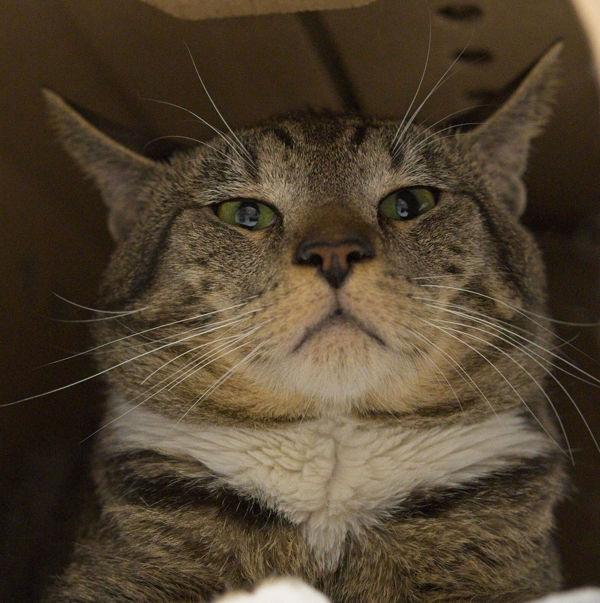 Liam Cat 10, Adoptable, Adult Male Domestic Short Hair.