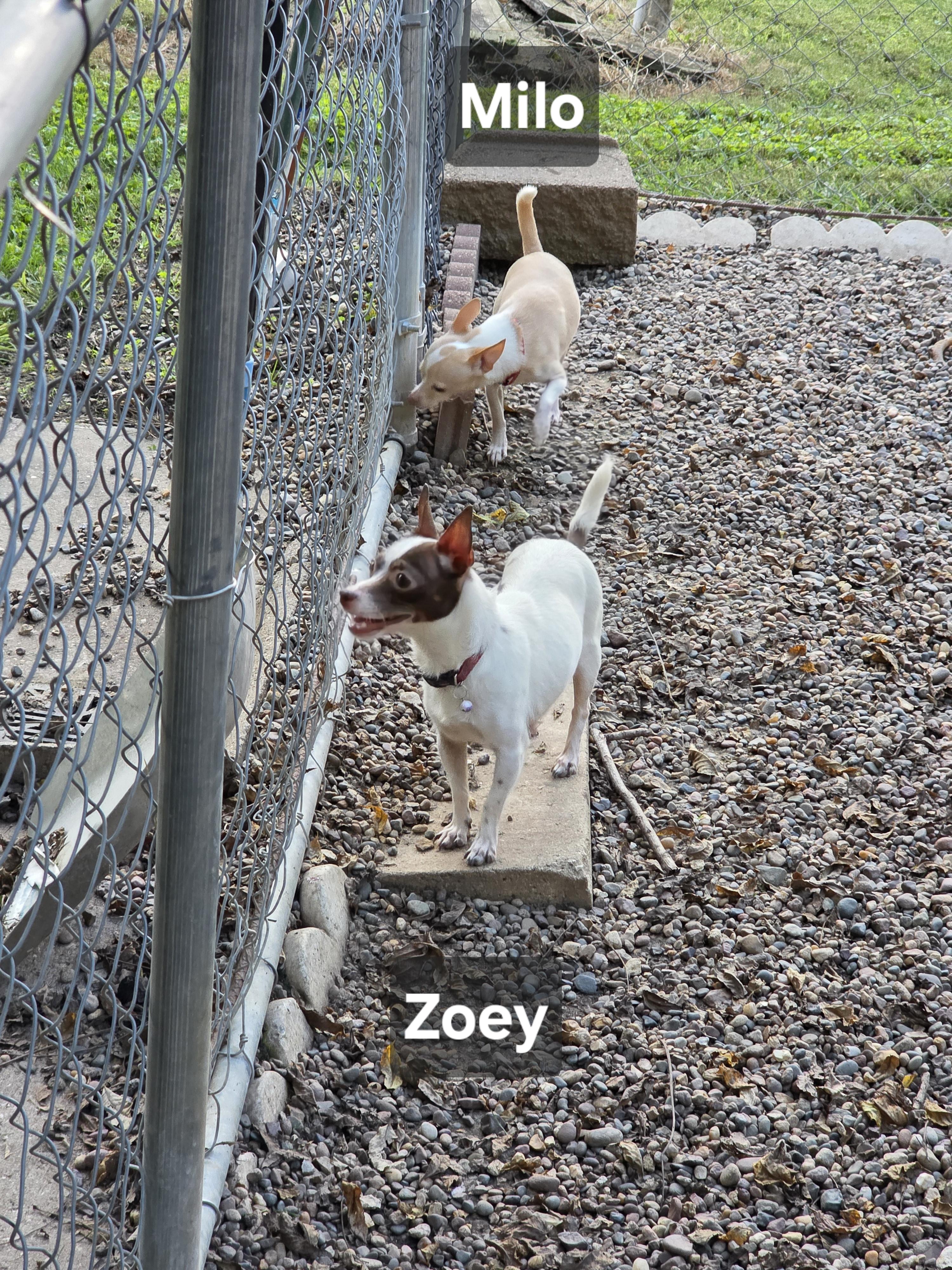 Enlarge Zoey, a Adopted Chihuahua in Wever, IA image 3/6