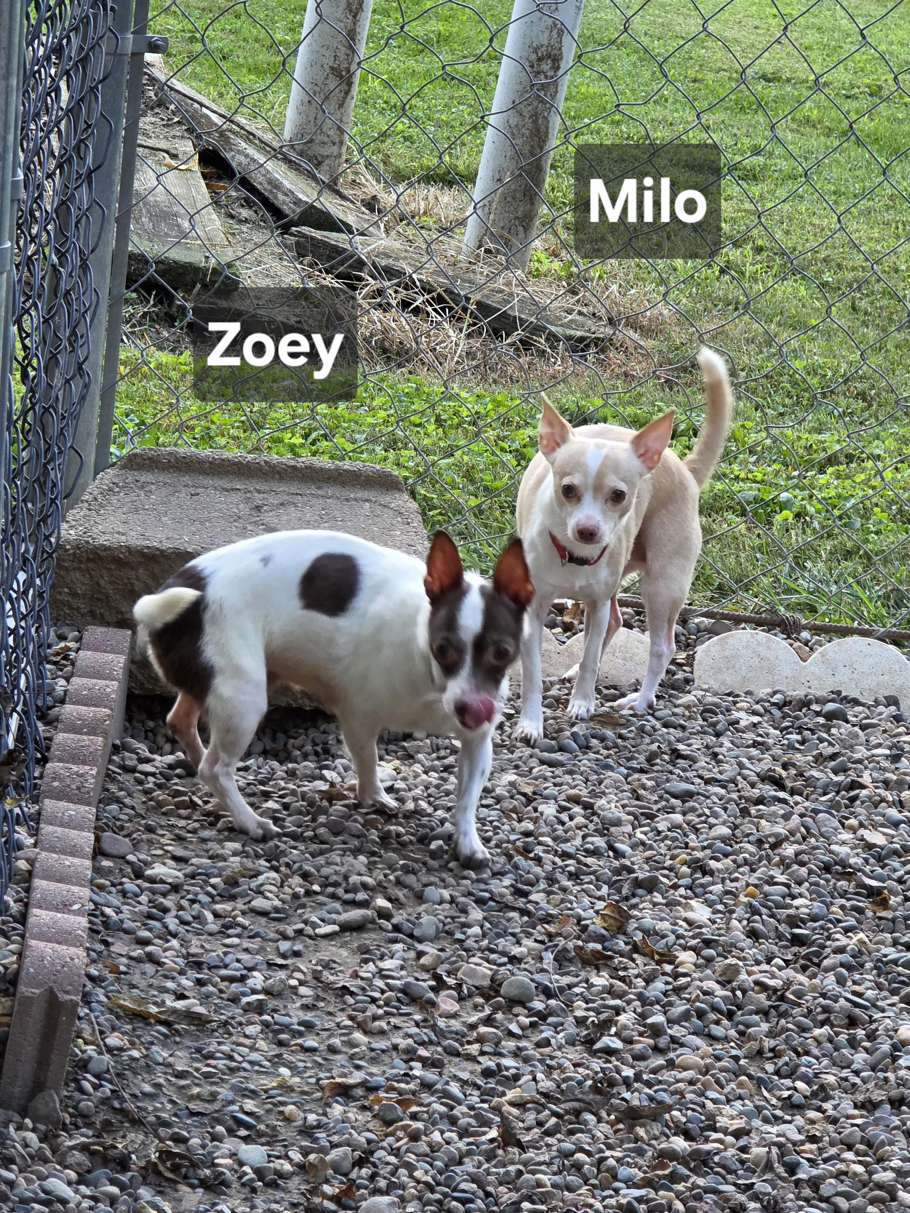Enlarge Zoey, a Adopted Chihuahua in Wever, IA image 4/6