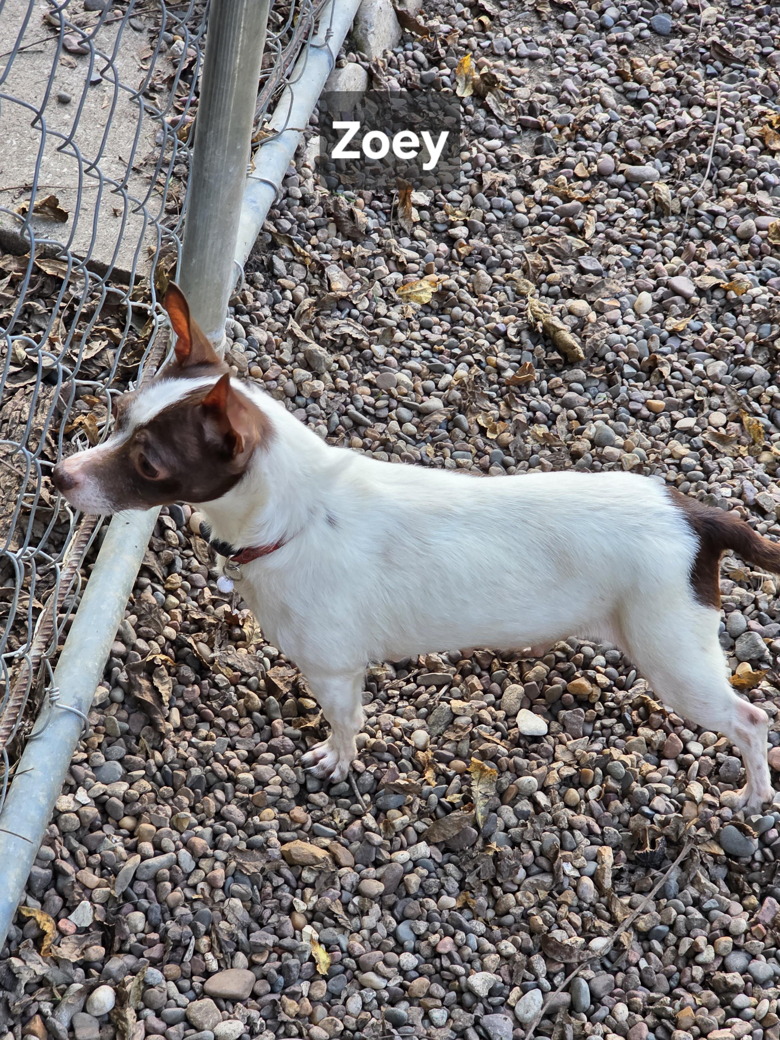 Enlarge Zoey, a Adopted Chihuahua in Wever, IA image 5/6