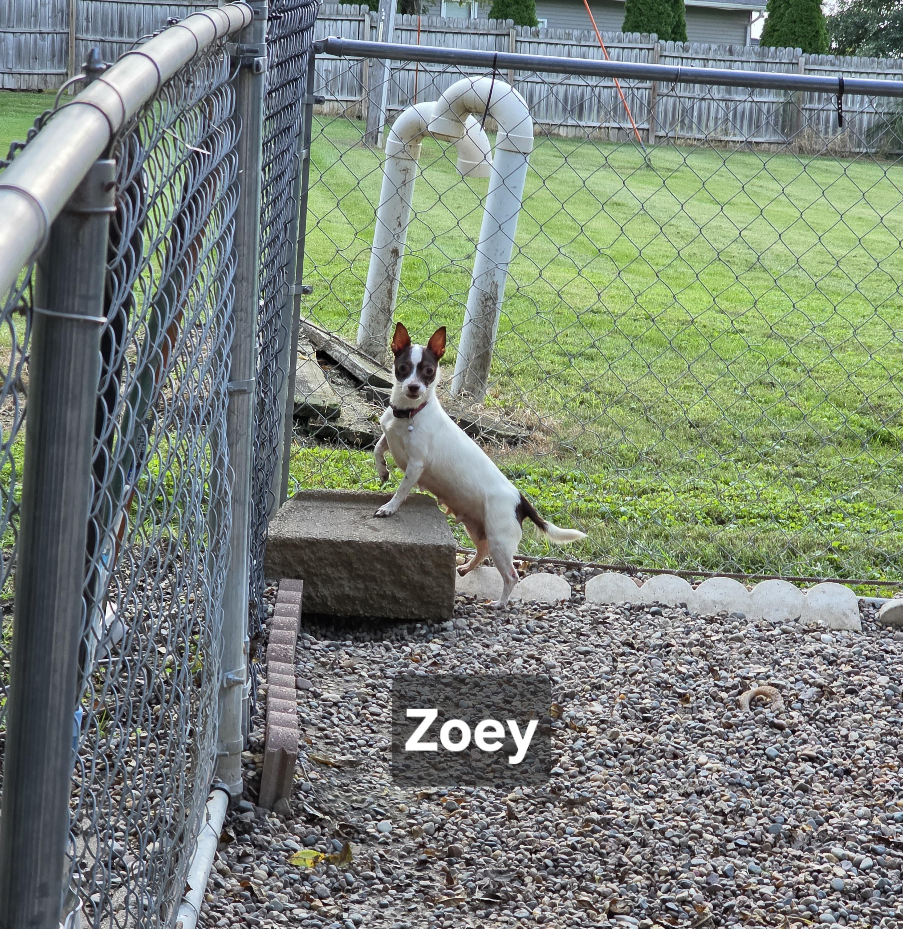 Enlarge Zoey, a Adopted Chihuahua in Wever, IA image 2/6
