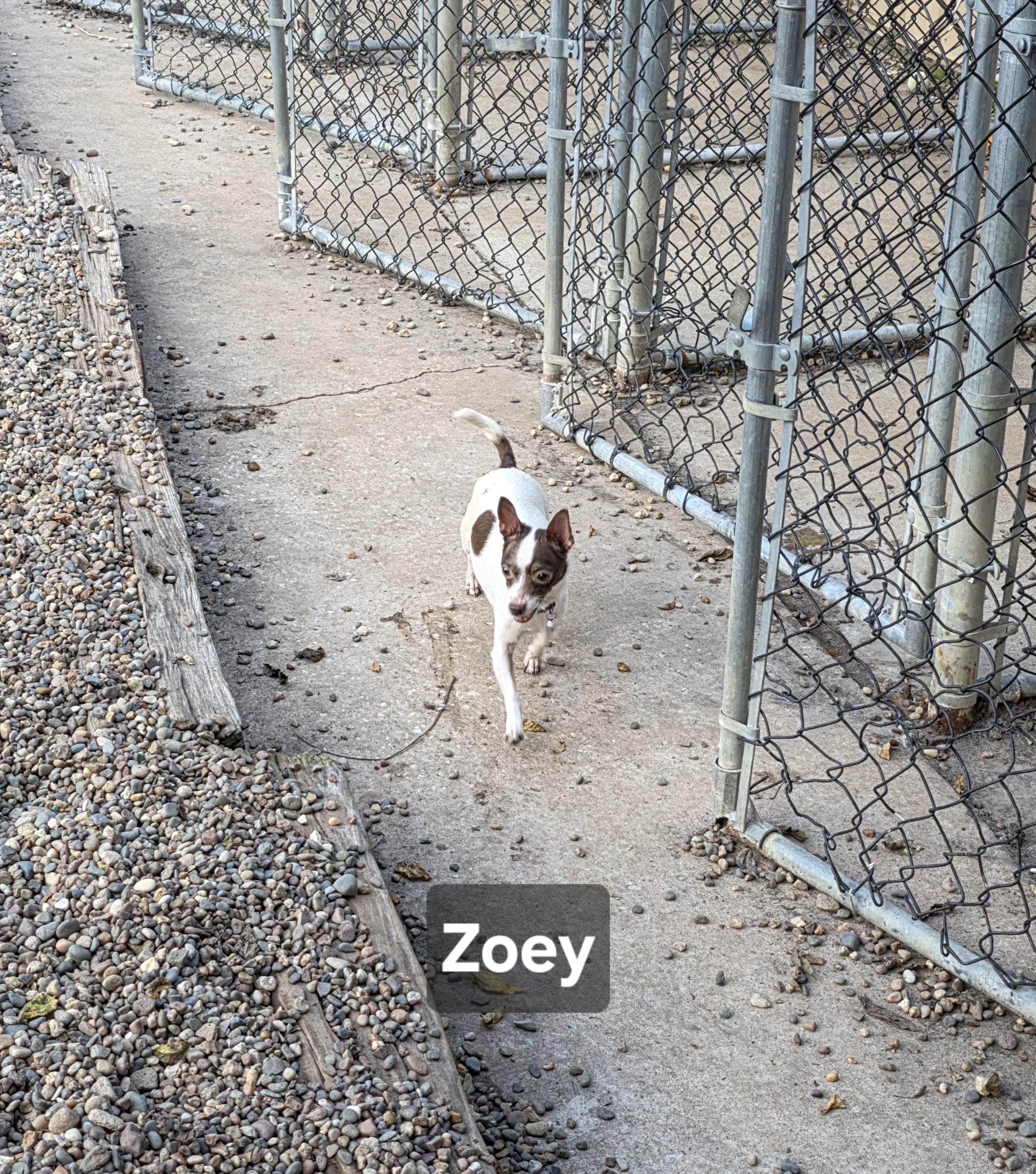 Enlarge Zoey, a Adopted Chihuahua in Wever, IA image 1/6
