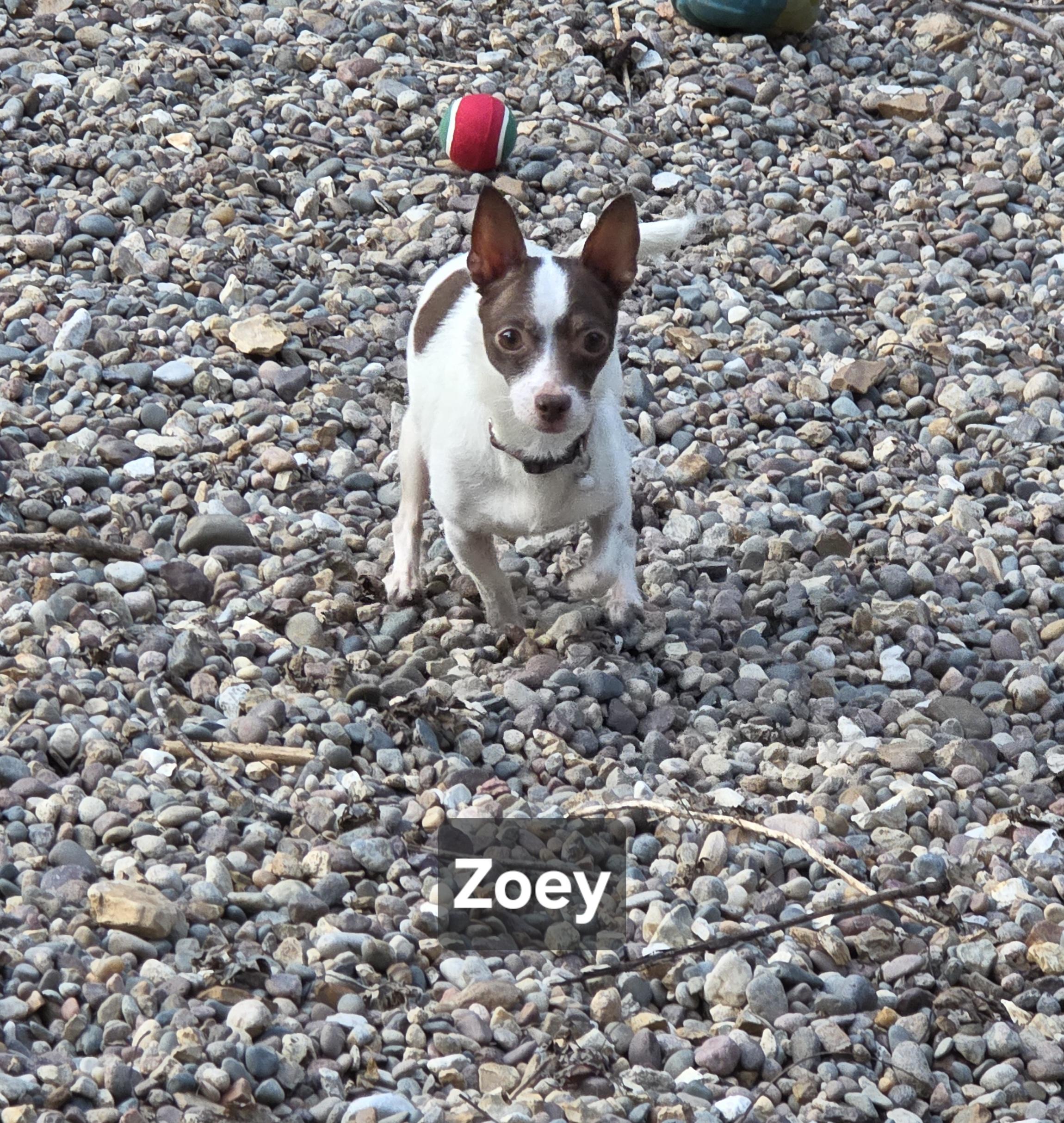 Enlarge Zoey, a Adopted Chihuahua in Wever, IA image 6/6