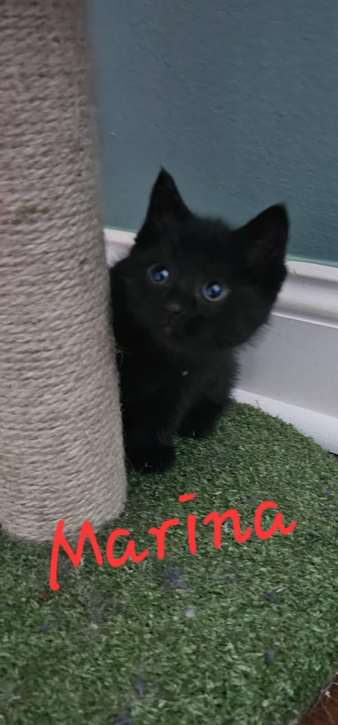 Marina, Adopted, Kitten Female Domestic Medium Hair.