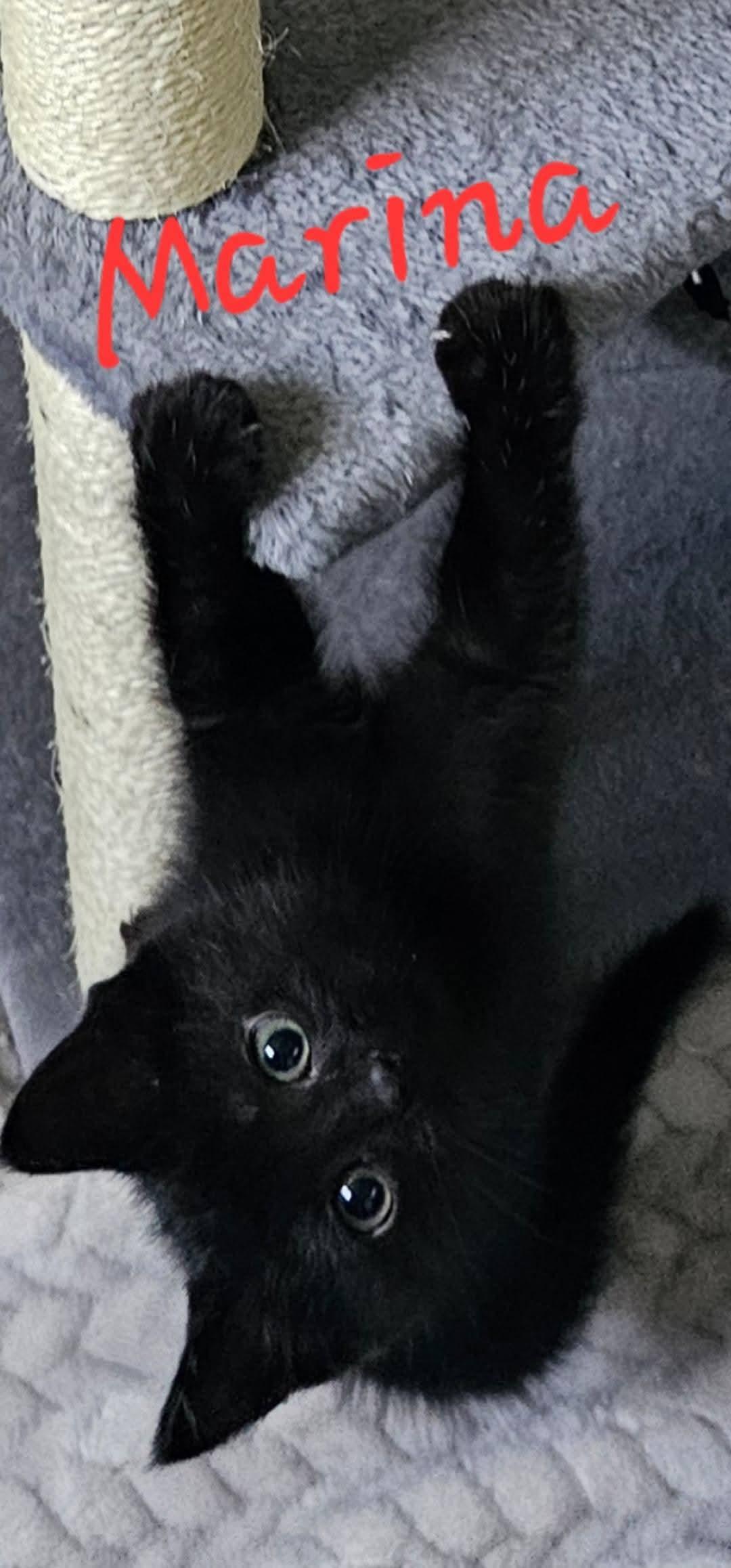 Enlarge Marina, a Adopted Domestic Medium Hair in Marine City, MI image 2/2