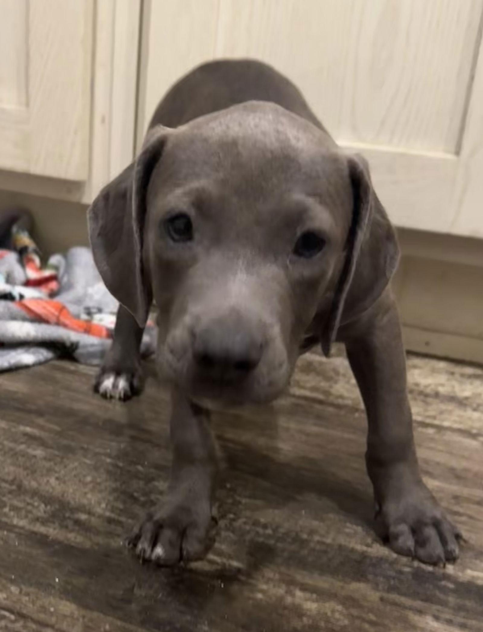 Samuel, Adopted, Puppy Male American Bulldog.