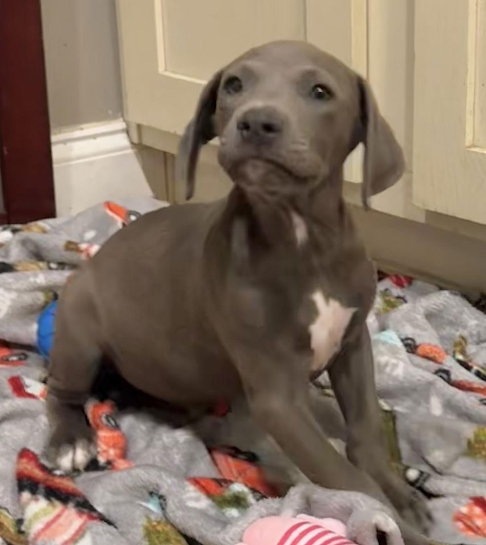 Enlarge Samuel, a Adopted American Bulldog in Tarrytown, GA image 2/3