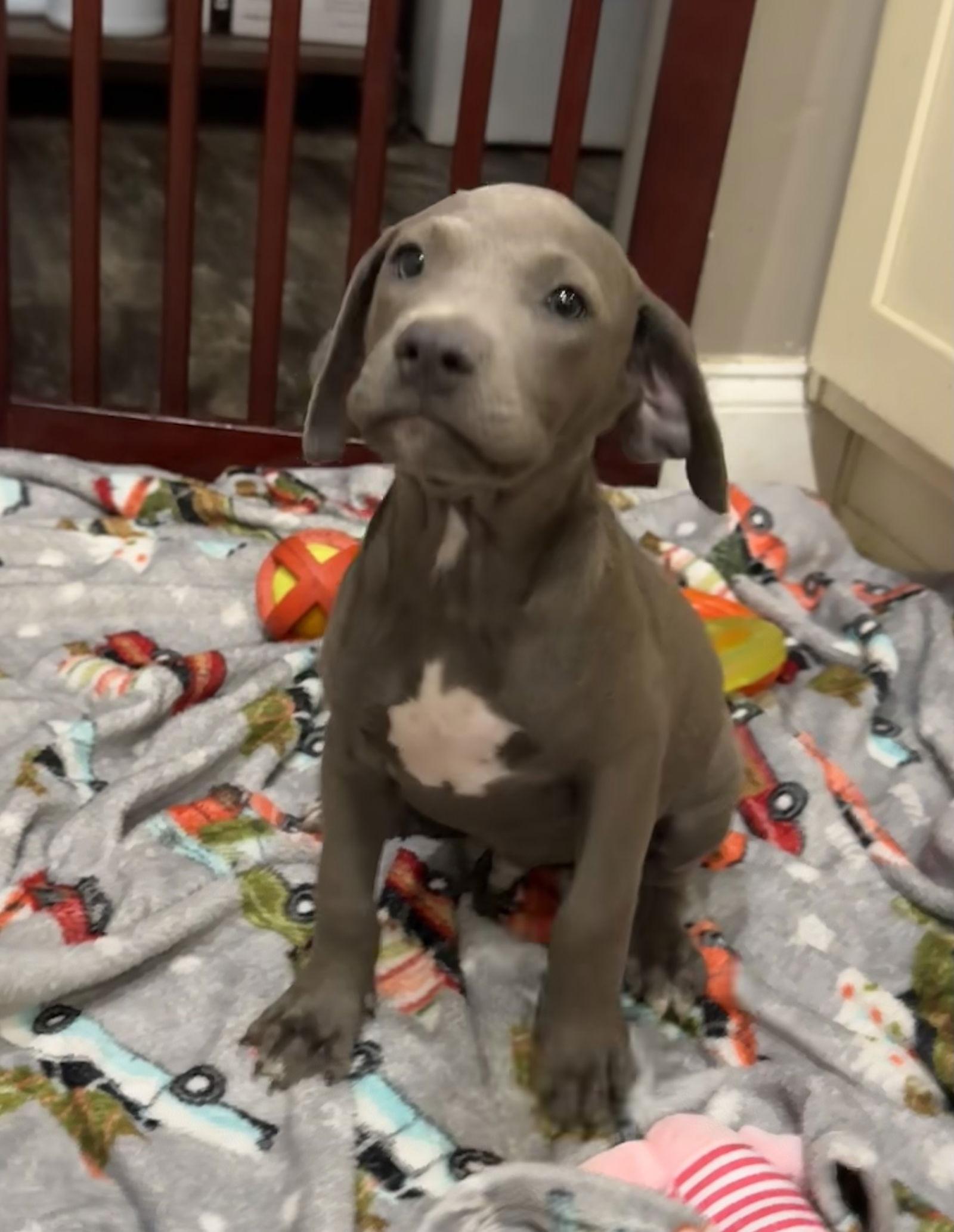 Enlarge Samuel, a Adopted American Bulldog in Tarrytown, GA image 3/3