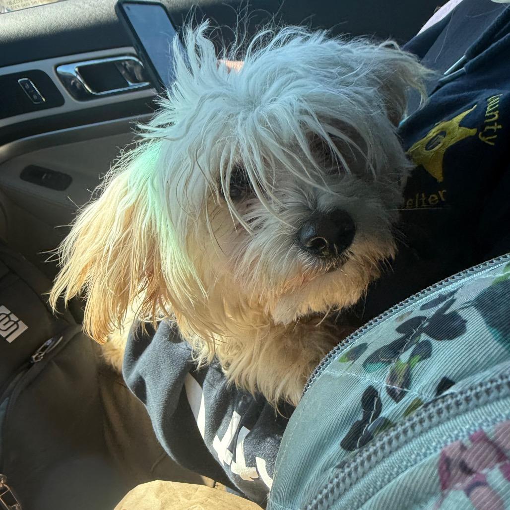 Angel, Adoptable, Young Female Shih Tzu & Mixed Breed.