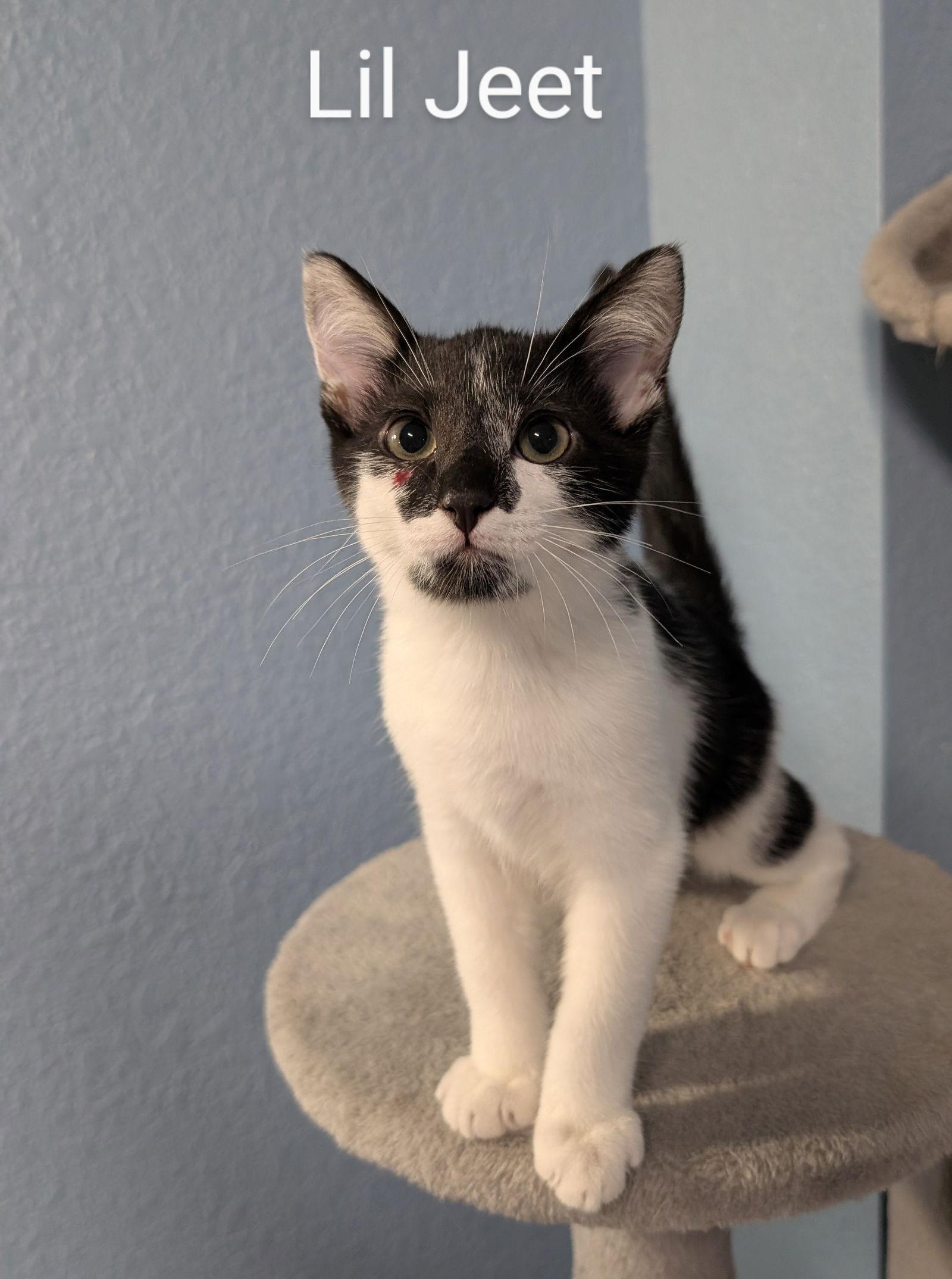 Enlarge Lil' Jeet, a Adopted Domestic Short Hair in Phoenix, AZ image 1/1