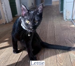 Lettie, a ADOPTABLE Domestic Short Hair in Berkeley Springs, WV image 4/4
