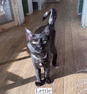 Lettie, ADOPTABLE, Kitten Female Domestic Short Hair.