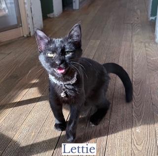 Lettie, a ADOPTABLE Domestic Short Hair in Berkeley Springs, WV image 2/4