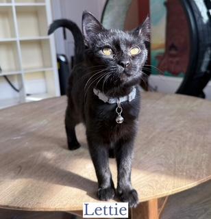 Lettie, a ADOPTABLE Domestic Short Hair in Berkeley Springs, WV image 3/4