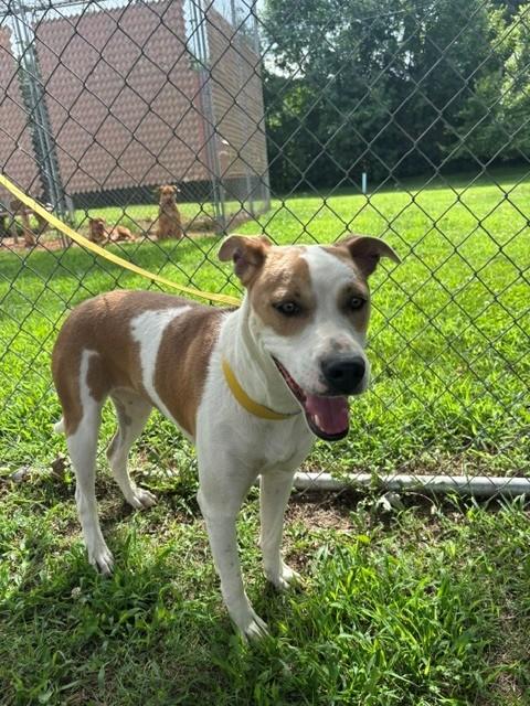 Tempe, a ADOPTABLE Pit Bull Terrier in Fayetteville, AR image 2/4