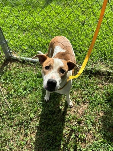 Tempe, a ADOPTABLE Pit Bull Terrier in Fayetteville, AR image 1/4