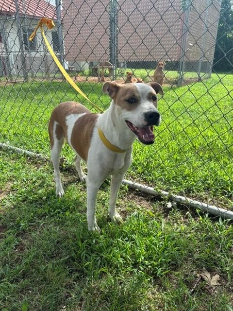 Tempe, a ADOPTABLE Pit Bull Terrier in Fayetteville, AR image 3/4