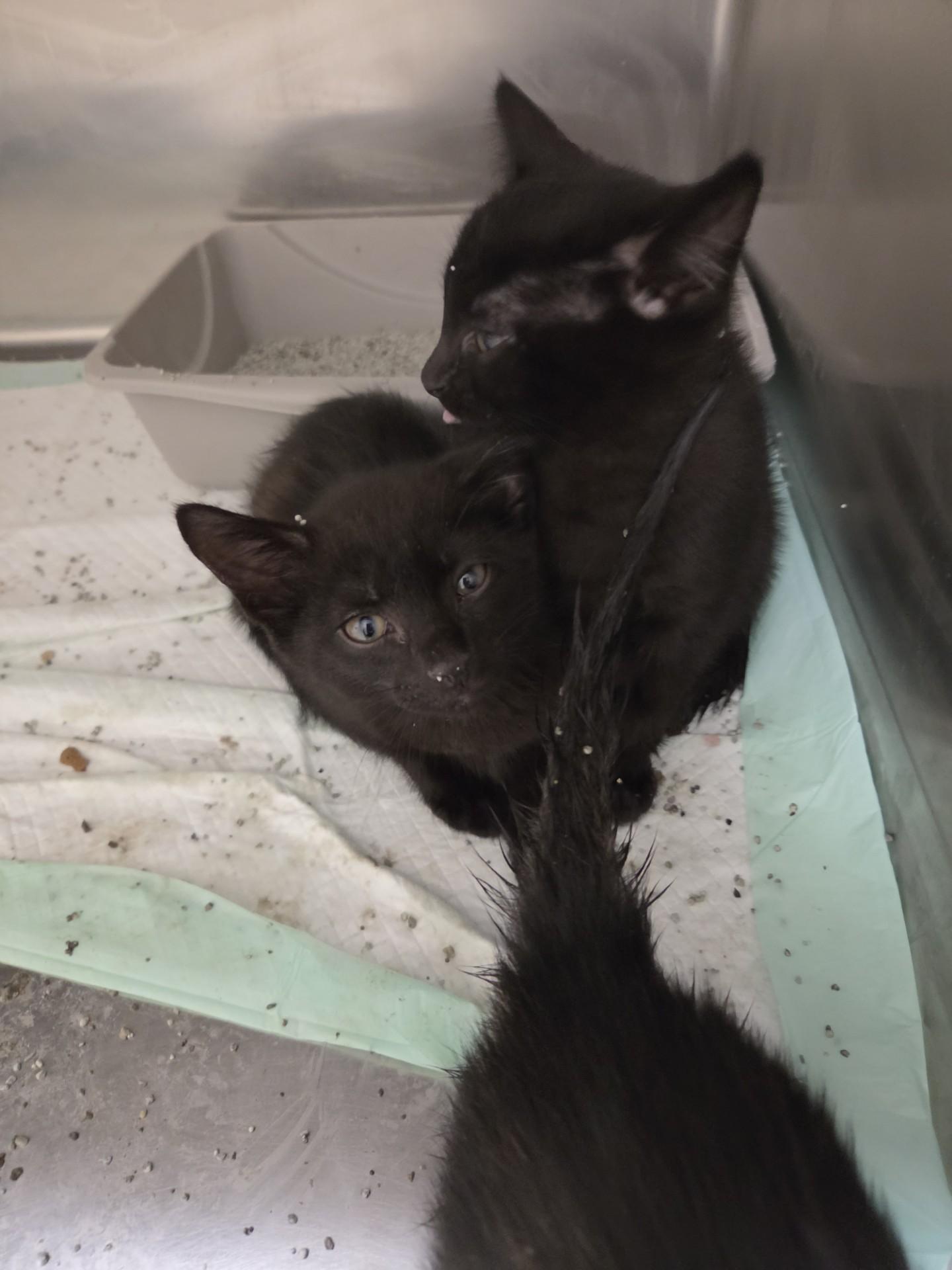 Enlarge Pawfect Four25963, a ADOPTABLE mixed breed in Rocky Mount, NC image 2/4