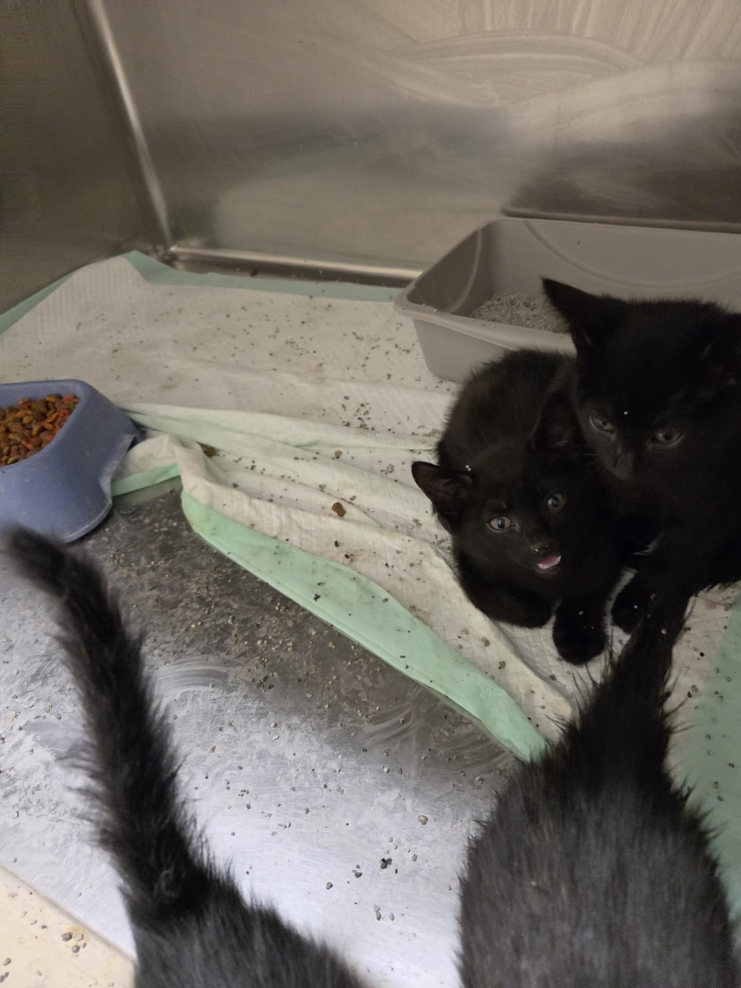 Enlarge Pawfect Four25963, a ADOPTABLE mixed breed in Rocky Mount, NC image 3/4