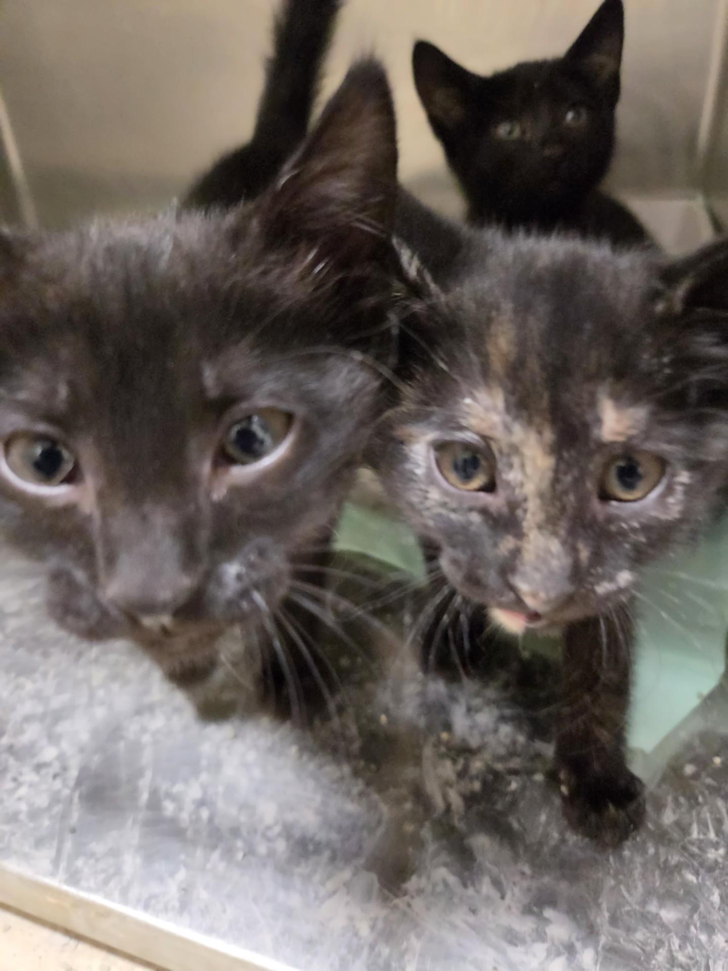 Pawfect Four25963, ADOPTABLE, Kitten Female Domestic Short Hair.