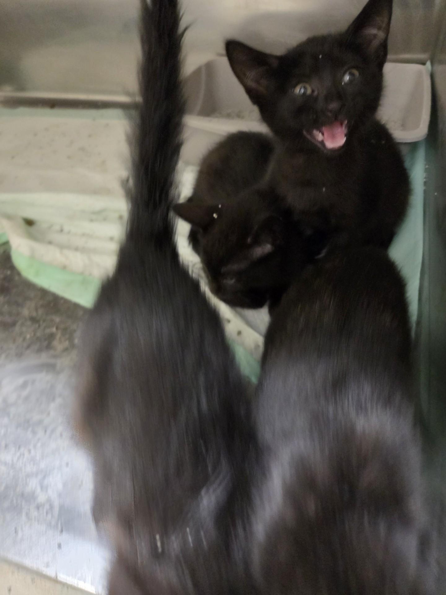 Enlarge Pawfect Four25963, a ADOPTABLE mixed breed in Rocky Mount, NC image 4/4