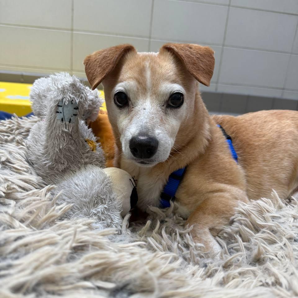 Enlarge Henry, a Adoptable Mixed Breed in New York, NY image 2/6