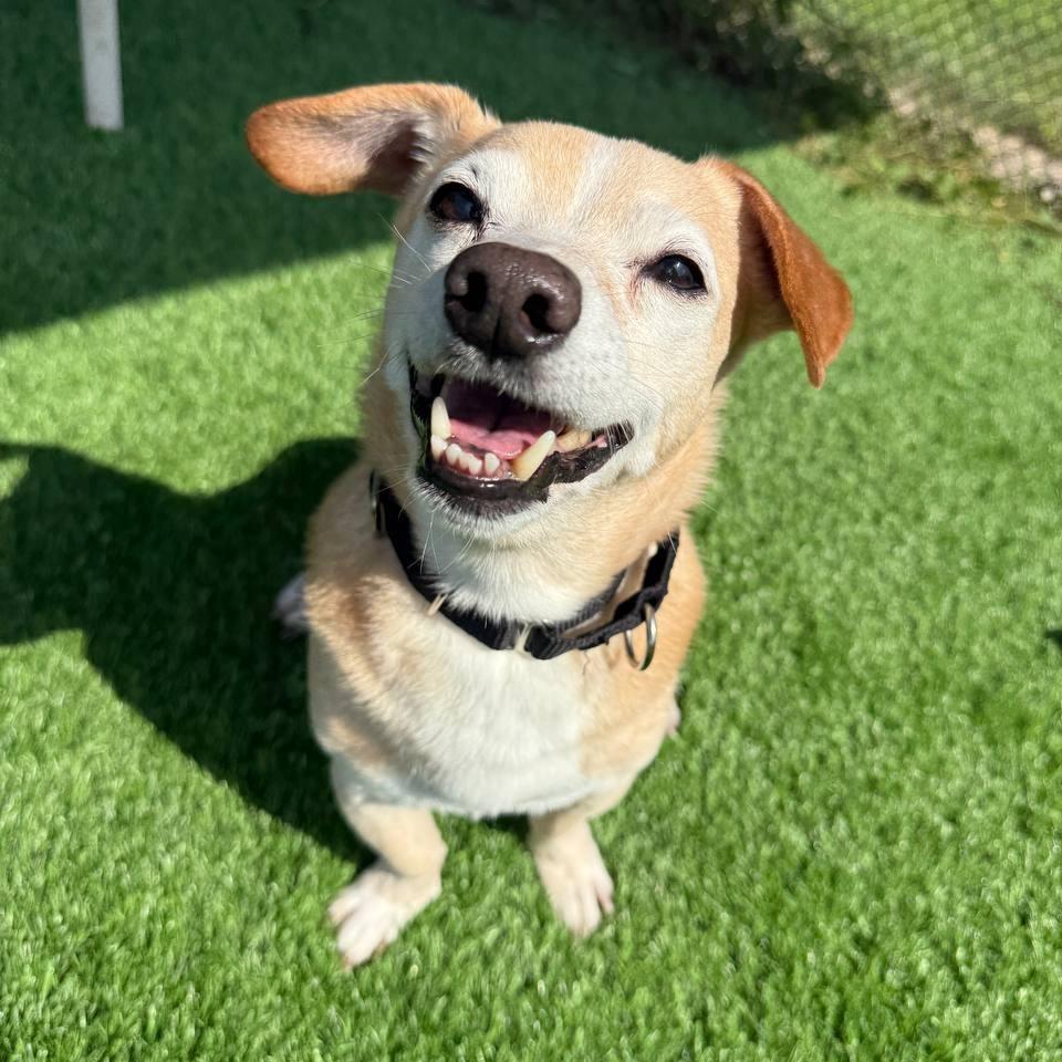 Enlarge Henry, a Adoptable Mixed Breed in New York, NY image 4/6