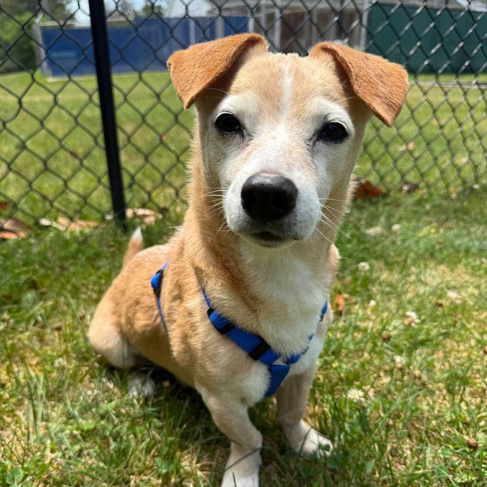Enlarge Henry, a Adoptable Mixed Breed in New York, NY image 5/6