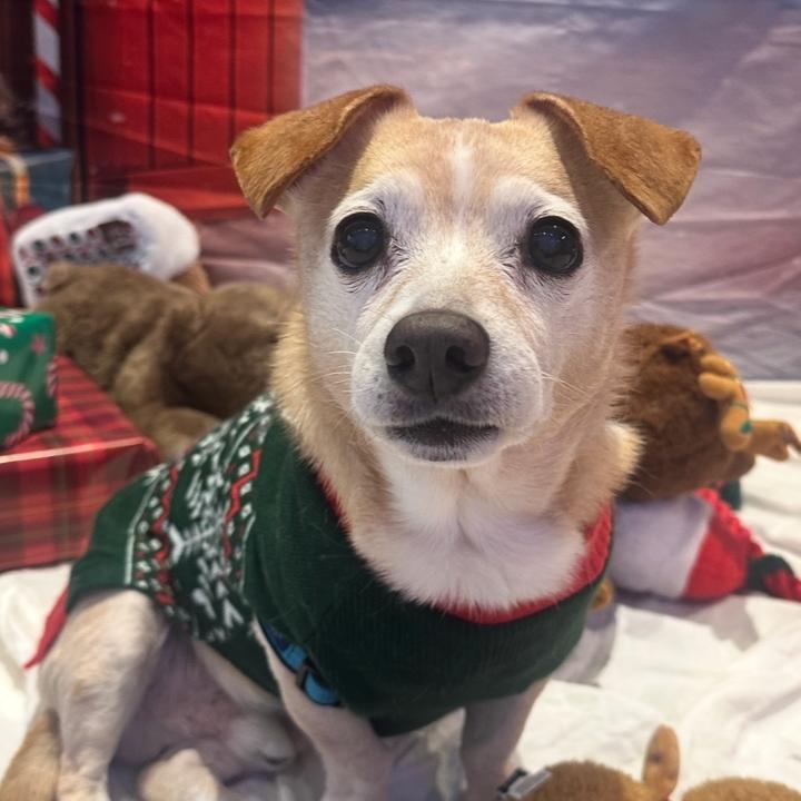 Enlarge Henry, a Adoptable Mixed Breed in New York, NY image 6/6