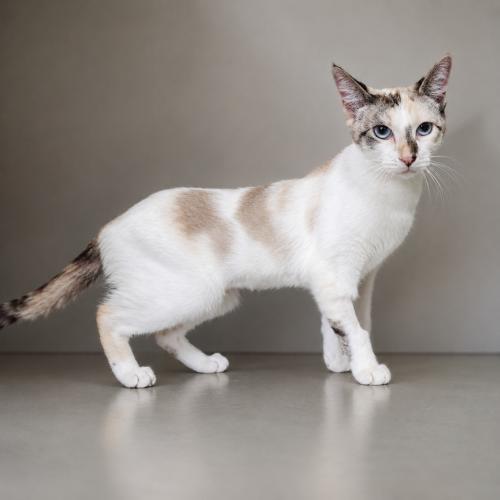 Petal, Adoptable, Young Female Siamese & Calico.