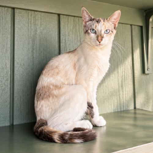 Petal, a Adoptable mixed breed in Lathrop, CA image 2/2