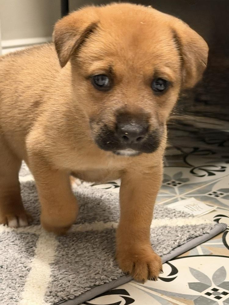 Enlarge Leia, a Adoptable mixed breed in Hartwell, GA image 1/6