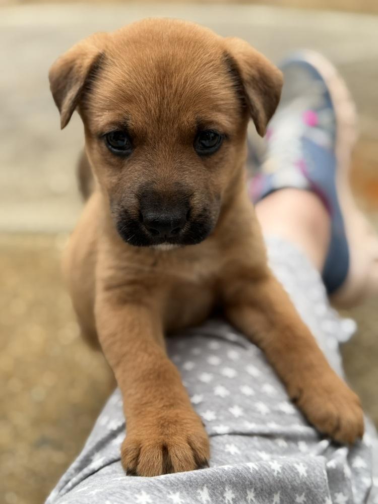 Enlarge Leia, a Adoptable mixed breed in Hartwell, GA image 2/6