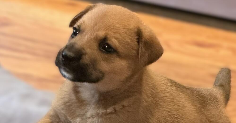 Enlarge Leia, a Adoptable mixed breed in Hartwell, GA image 3/6