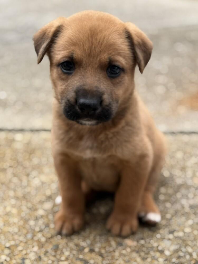 Enlarge Leia, a Adoptable mixed breed in Hartwell, GA image 5/6