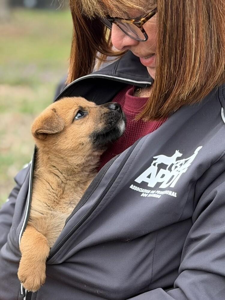 Enlarge Leia, a Adoptable mixed breed in Hartwell, GA image 6/6