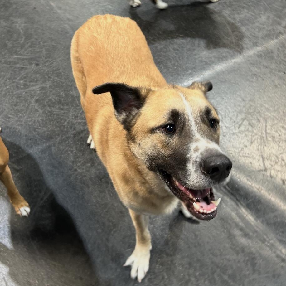 Enlarge *** Gunner, a Adoptable Shepherd in Oceanside, CA image 1/3