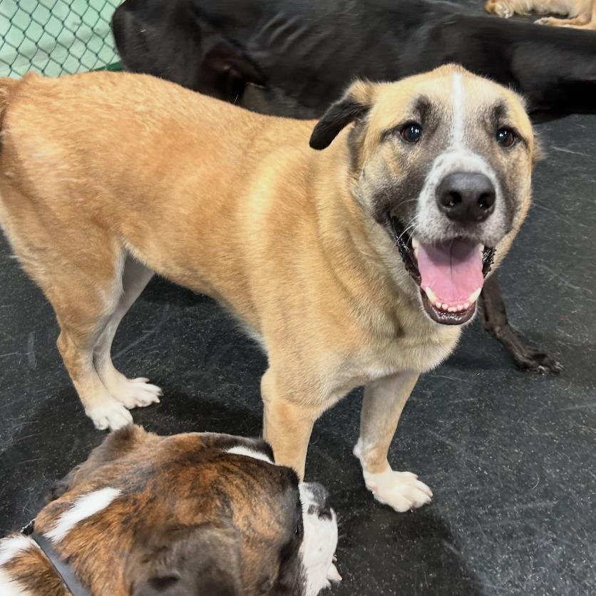 Enlarge *** Gunner, a Adoptable Shepherd in Oceanside, CA image 2/3
