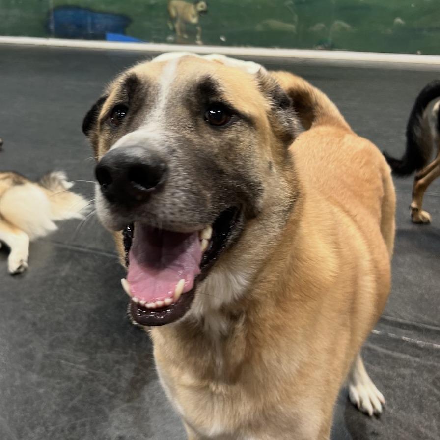 Enlarge *** Gunner, a Adoptable Shepherd in Oceanside, CA image 3/3