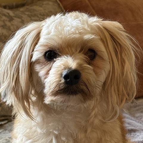 Cosmo, Adoptable, Adult Male Maltese & Yorkshire Terrier.