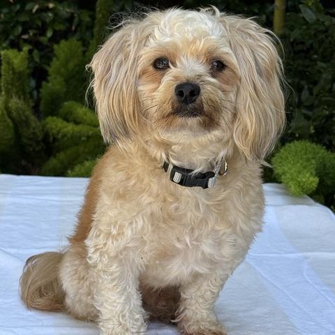 Enlarge Cosmo, a Adoptable mixed breed in Pacifica, CA image 2/6