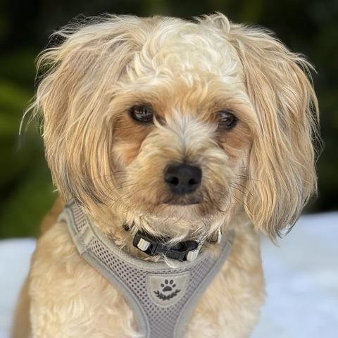 Enlarge Cosmo, a Adoptable mixed breed in Pacifica, CA image 3/6
