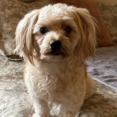 Enlarge Cosmo, a Adoptable mixed breed in Pacifica, CA image 5/6
