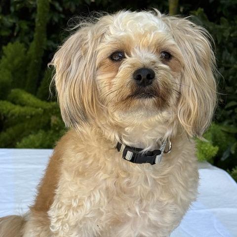 Enlarge Cosmo, a Adoptable mixed breed in Pacifica, CA image 6/6