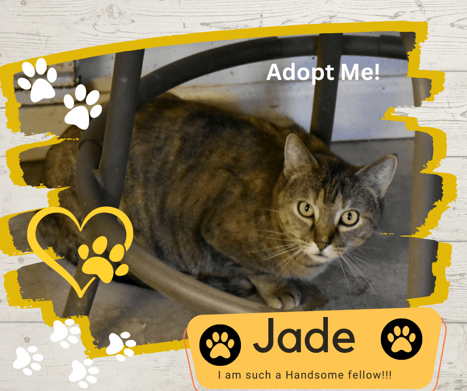 Jade, a Adoptable Domestic Short Hair in Paris, IL image 1/3